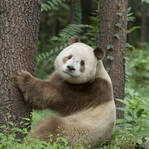 罕见棕白色大熊猫