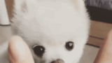 壁纸 动物 狗 狗狗 427_427 gif 动态图 动图