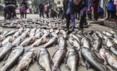 江西:村民分领万斤鲜鱼画面