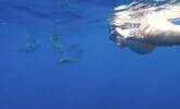 美夏威夷女子海中分娩海豚助产