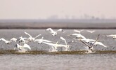 共青城：大批越冬候鸟飞抵鄱阳湖（图）