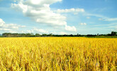 早稻收购进入高峰期 至8月上旬湖南省早稻收购已入库50万吨