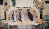 日本违反禁令捕杀333头鲸鱼 其中九成母鲸已怀孕