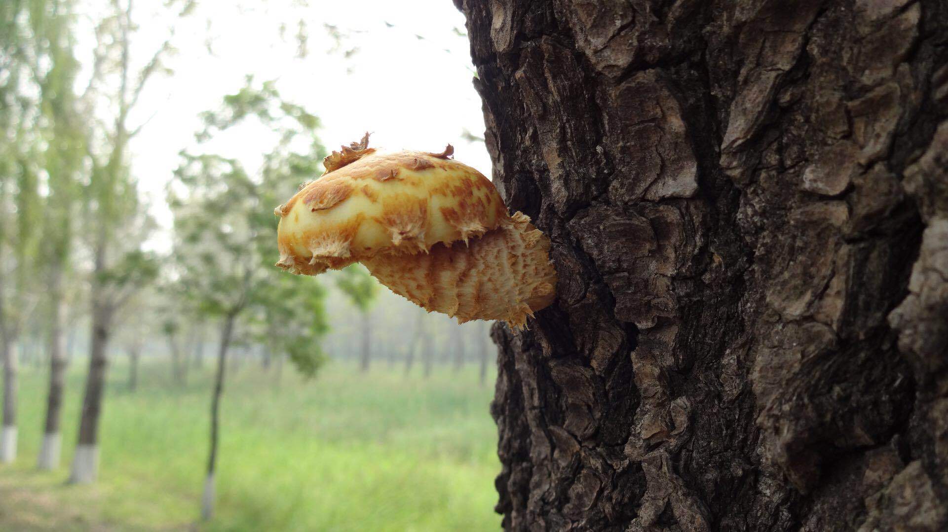 雨后柳树上长出的蘑菇