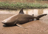 鲨卷风？澳洲食人鲨被风暴卷到陆地上 陈尸泥塘