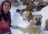 11岁女孩带着她的狗 在风雪天救了一对山羊母子