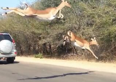 在猎豹的追逐下 一群羚羊以超魔性姿势飞越车阵
