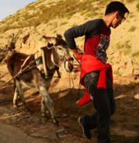 谢霆锋《囍从天降》牵驴耕地