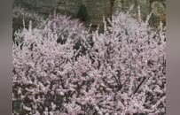 陕州：十里桃花朵朵开 缤纷争艳迎春来