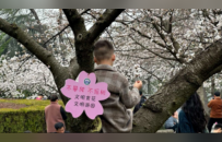武大学生，真的怕了樱花季
