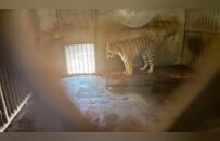 阜阳野生动物园近年20只东北虎死亡，当务之急是救救还活着的动物