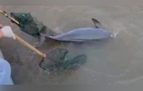 中央督察组暗访发现小江豚被困油污，当地官员：绝对不可能是江豚！它只是条大青鱼