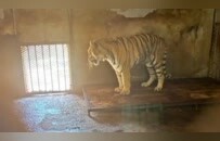 野生动物园深陷纠纷，20只东北虎、2只非洲狮、3头长颈鹿相继死亡