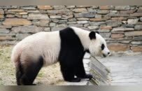 归国熊猫美香一家被藏匿、虐待？官方辟谣