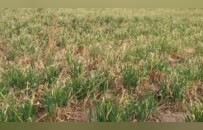 河南扶沟县抗旱：俩月只下一场极小的雨，玉米苗都被旱“迷糊”了