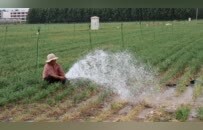 河南扶沟县抗旱：俩月只下一场极小的雨，玉米苗都被旱“迷糊”了