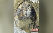 這種4.36億年前的魚 命名獻給“雜交水稻之父”袁隆平