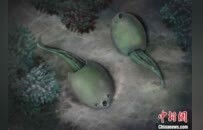 這種4.36億年前的魚 命名獻給“雜交水稻之父”袁隆平