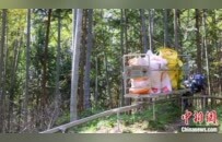 竹筍乘“輕軌”竹子坐“飛機” 江西銅鼓筍竹產(chǎn)業(yè)走上“快車道”