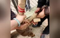 國家“三有”動物黃麂闖進校園受傷 江西兩地多部門聯(lián)合救助