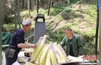 竹筍乘“輕軌”竹子坐“飛機” 江西銅鼓筍竹產(chǎn)業(yè)走上“快車道”