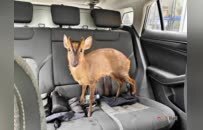 國家“三有”動物黃麂闖進校園受傷 江西兩地多部門聯(lián)合救助