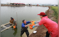 江西彭澤：15億尾！彭澤鯽魚苗暢銷全國