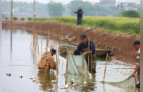 江西彭澤：15億尾！彭澤鯽魚苗暢銷全國