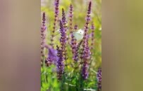 柘城縣：夏日容湖的薰衣草 紫色浪漫香氣撲鼻