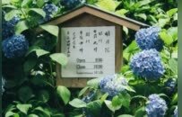 镰仓的初夏属于紫阳花，6月限定的浪漫都藏在细雨里