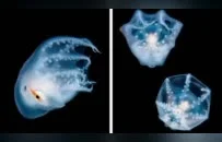 這本中國(guó)人拍的深海影集,，讓BBC黯然失色