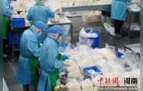 河南确山：食用菌智能车间生产忙