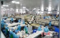 河南确山：食用菌智能车间生产忙