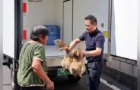 萍鄉一女士買下31只土雞 幫助高齡夫婦替亡子還債