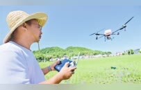 萍鄉湘東區：“疾風”吹稻浪（圖）