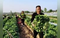 豫見(jiàn)地標(biāo)風(fēng)物丨一條鏈串起紅薯“七十二變”