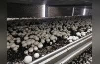 秸”盡所能！河南發文讓廢秸稈變身“金寶貝”