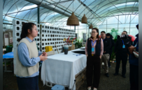 以“藥”為媒 以“旅”促農：全媒體見證欒川文產實踐