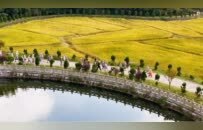 以劳养道，禅境绝美：云居山真如禅寺收水稻了！