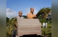 以劳养道，禅境绝美：云居山真如禅寺收水稻了！
