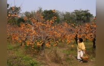 “发现郑青春・寻觅秋天的味道”网络主题宣传活动启动