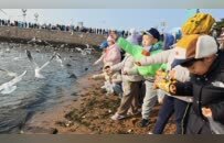 赴冬日之约 护海鸥翩跹