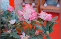 2026南昌迎春花市在九洲公园开启 云南高山杜鹃首度绽放于江西花市