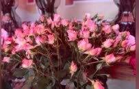 2026南昌迎春花市在九洲公园开启 云南高山杜鹃首度绽放于江西花市