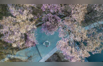 河南魯山：辛夷花開報春來 如詩如畫醉游人