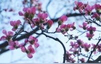 河南魯山：辛夷花開報春來 如詩如畫醉游人