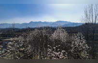 河南魯山：辛夷花開報春來 如詩如畫醉游人