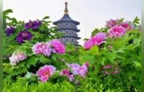 从“赏花”到“入戏”，第43届洛阳牡丹文化节来了