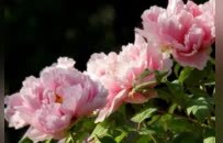 从“赏花”到“入戏”，第43届洛阳牡丹文化节来了