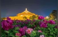 从“赏花”到“入戏”，第43届洛阳牡丹文化节来了